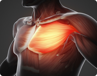 Aumentar la masa muscular